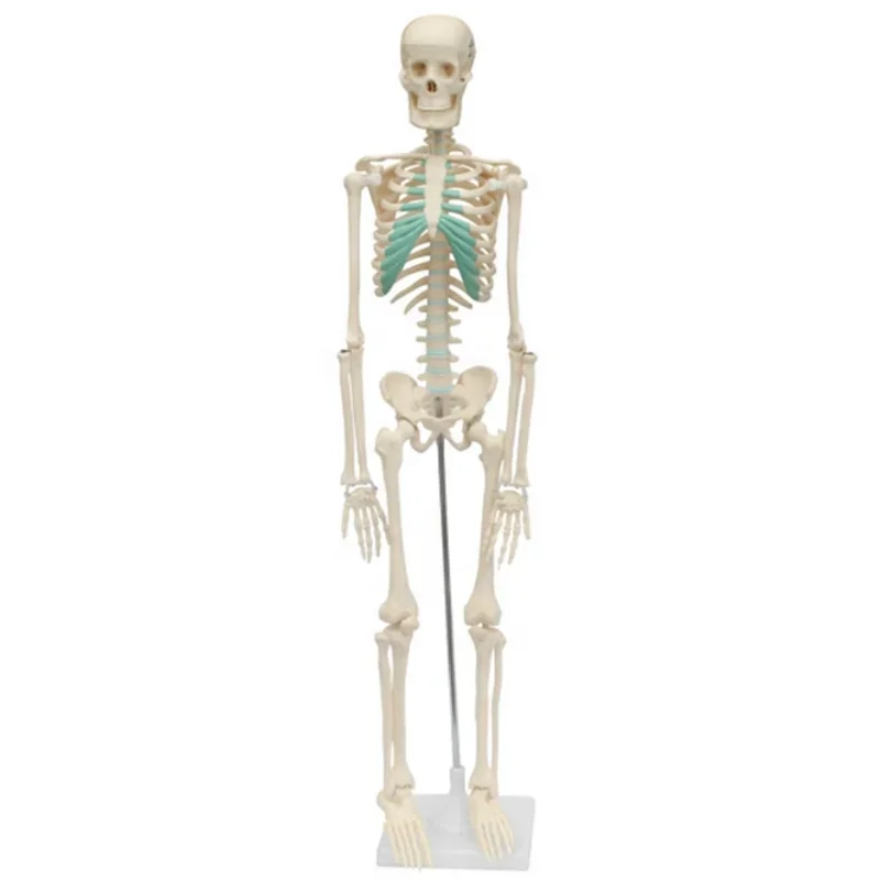 Different Size human anatomy skeleton model Plastic Life Size Skeleton Teaching