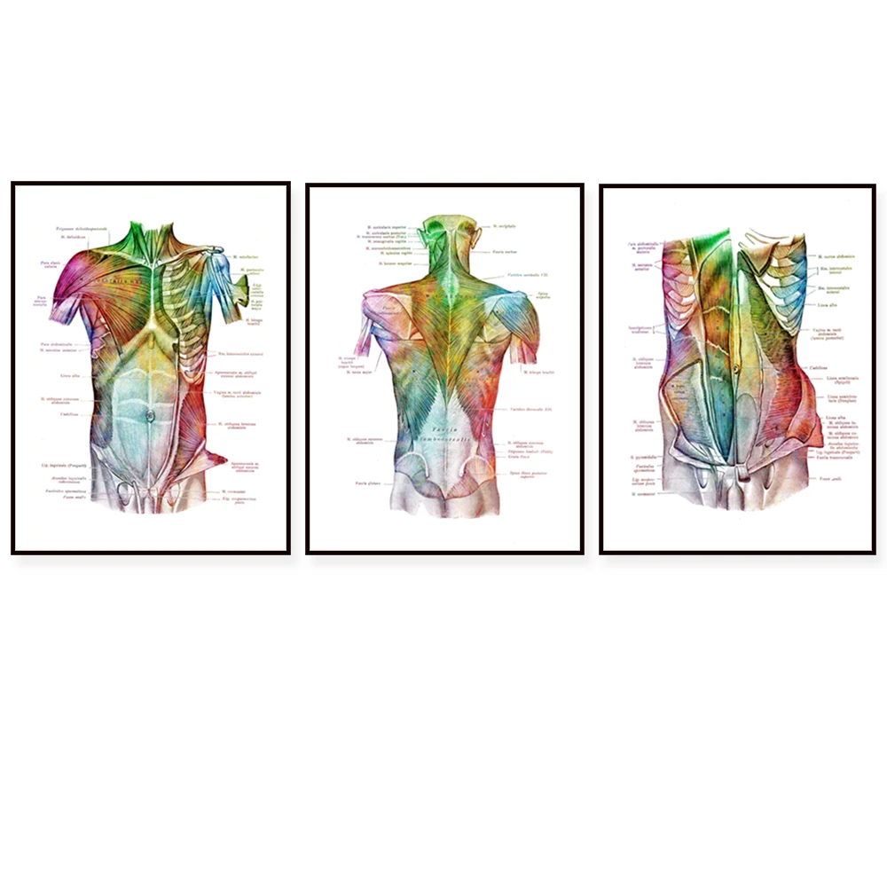 Watercolor torso art, muscles and ligaments, muscular system, anatomical art, chiropractor, physical therapist medical poster