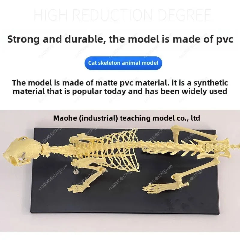 Cat Skeleton Anatomy Model Kit Anatomical Bones Specimen for Veterinary Teaching