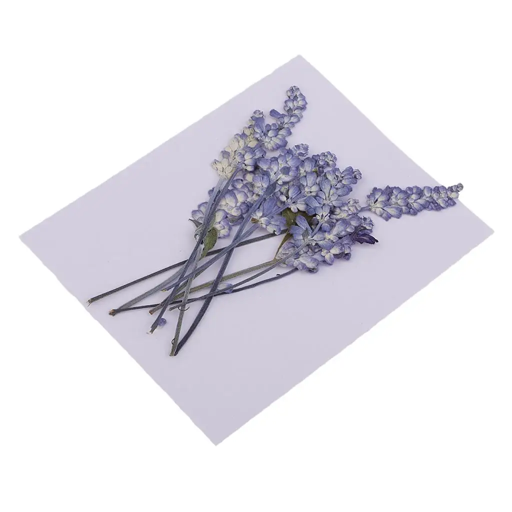 Natural Dried Flowers Bulk Pressed Flower Kit Decorative Material for Epoxy Resin Art and Gift Packaging