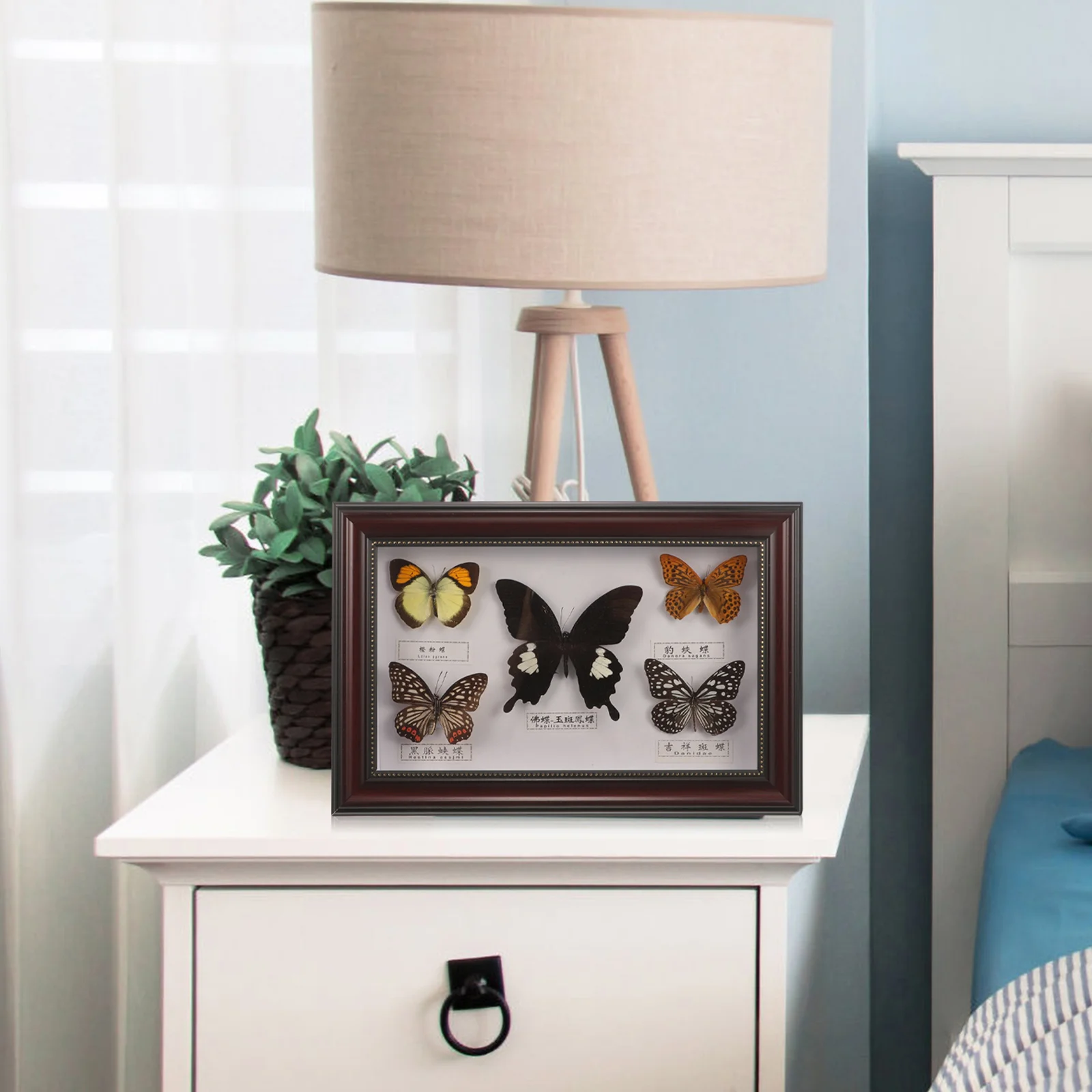 Butterflies Specimen Picture Frame Butterfly Photo Wall Decoration Wooden Display for Hanging