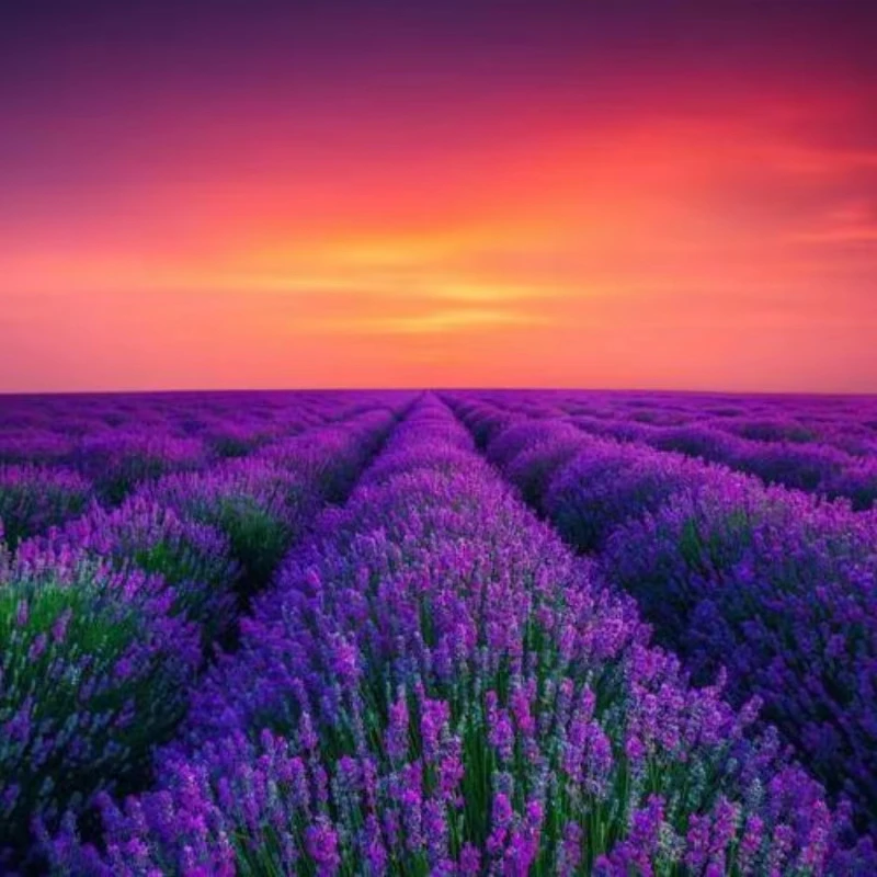 Pintura de Diamantes Campo de Lavanda al Atardecer, Hilos Interminables de Lavanda Púrpura Bajo un Degradado Rosa, Perfecto para Decoración del Hogar y Regalos