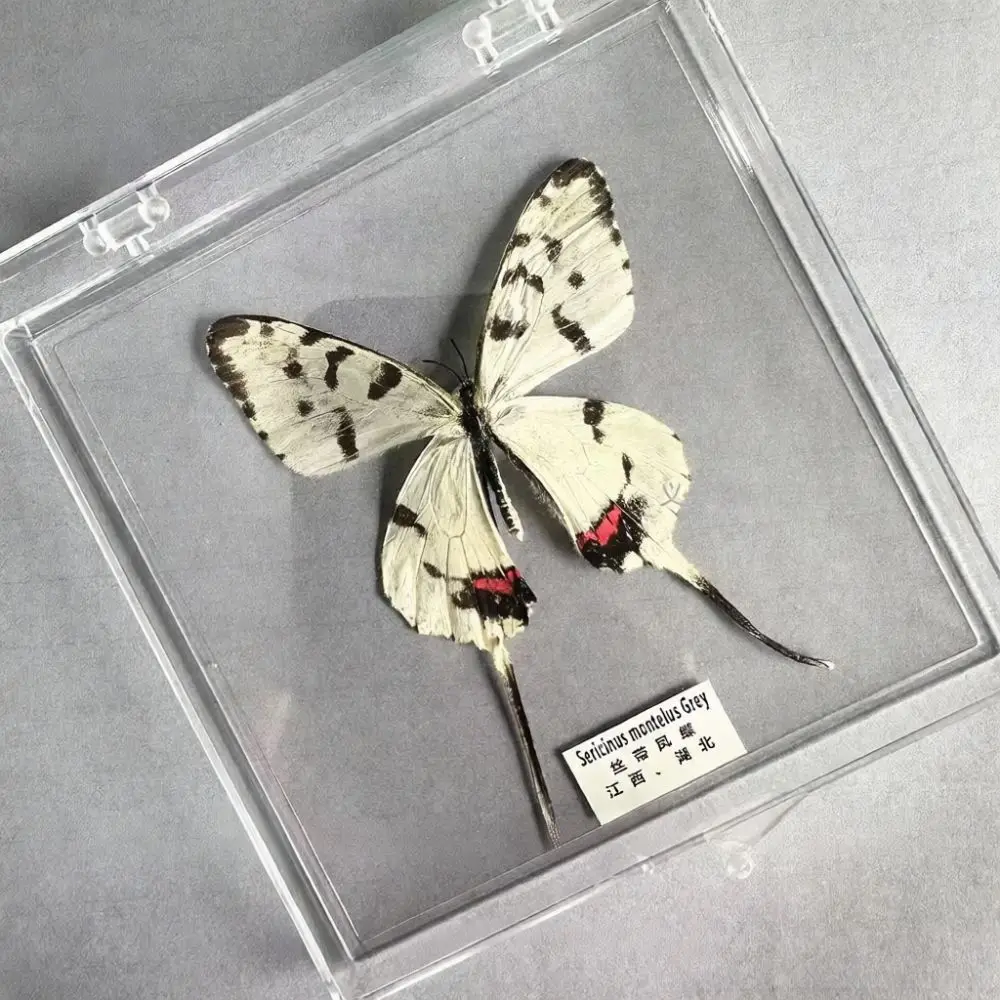 Educational Butterfly Specimen DIY Set Natural Art Project Handmade Decorative Case Biology Learning Gift For Teens