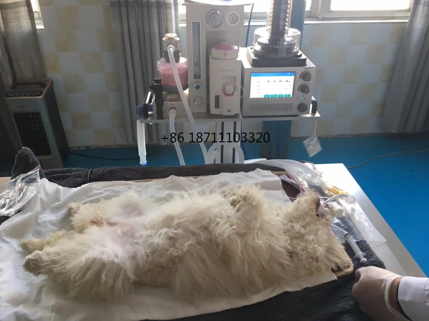 Portable Handhle Pet Medical Veterinary Anesthesia Machine Easy-operation Safety System Animal Use with CE
