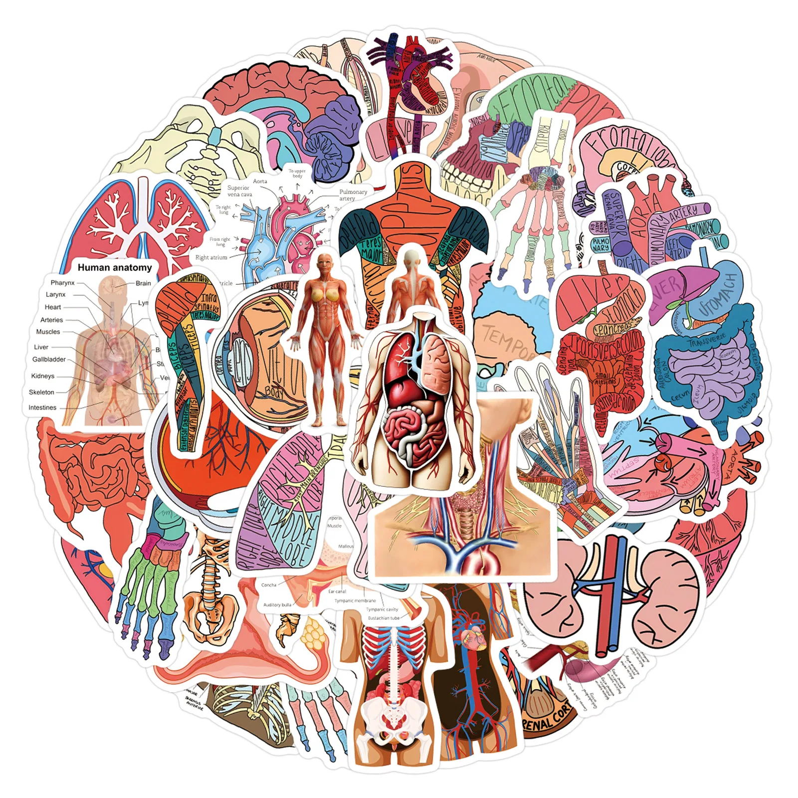 60 Stück menschliche Anatomie-Aufkleber, Cartoon-medizinische Graffiti-Aufkleber, dekorative Gitarre, Notebook, Gepäck, wasserdichte Aufkleber