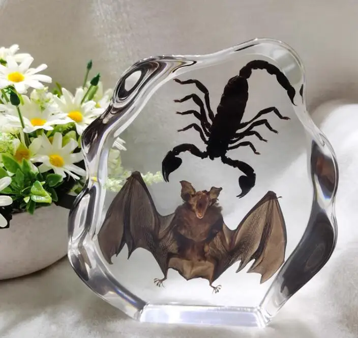 Bat Specimen  paperweight Taxidermy Collection embedded In Clear Lucite Block Embedding Specimen