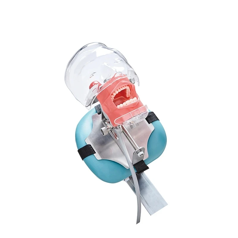 Dental Simulator Phantom Head Model with Teeth Dentist Teaching Practice Training Model Dental Lab Equipment