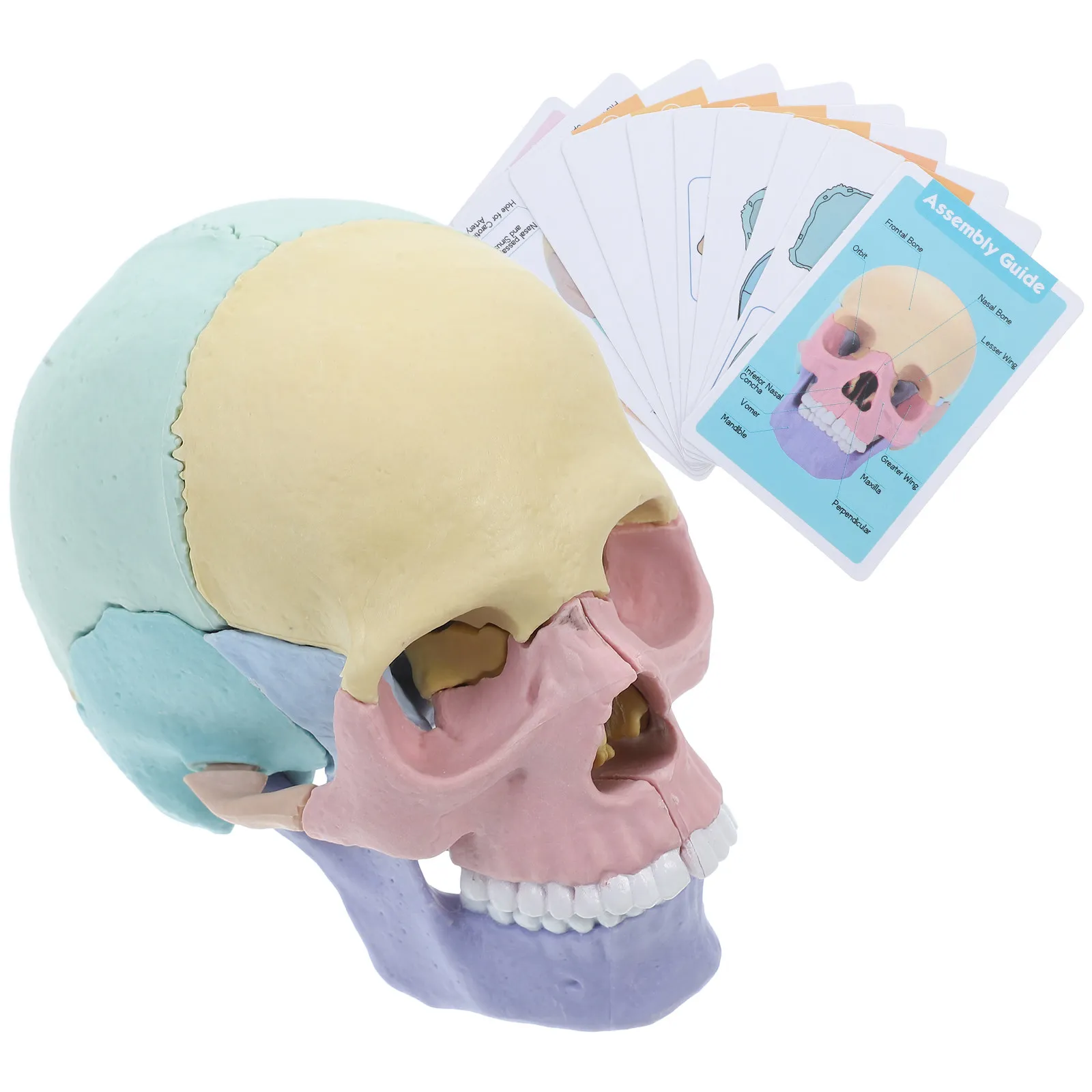 Human Anatomy for Detailed Skull Detachable Colored Exploded Anatomical