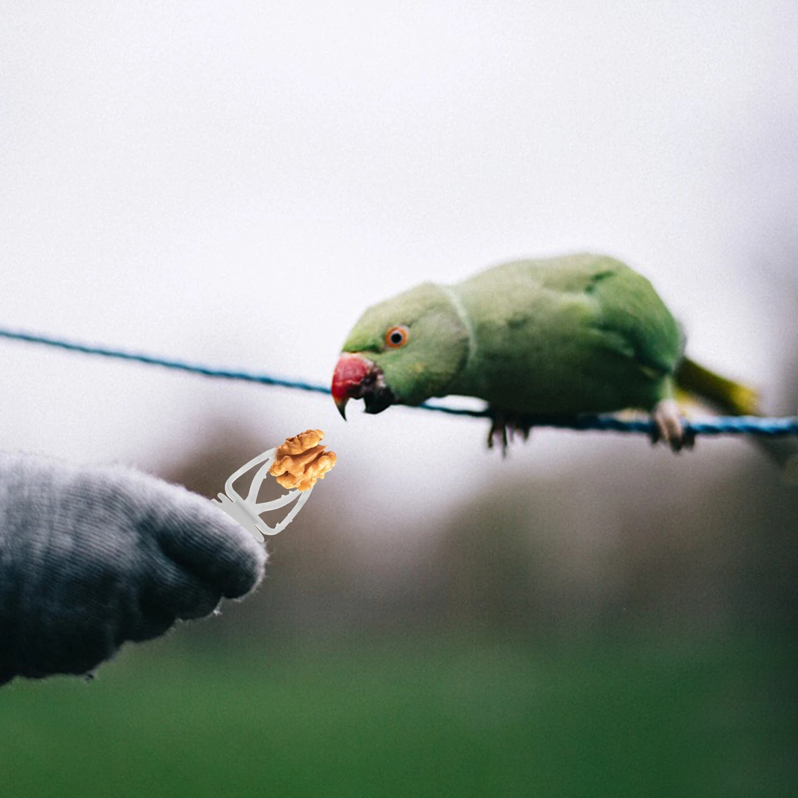 

Bird Vegetable Clamp Birds Cage Food Holder Pet White Plastic Where