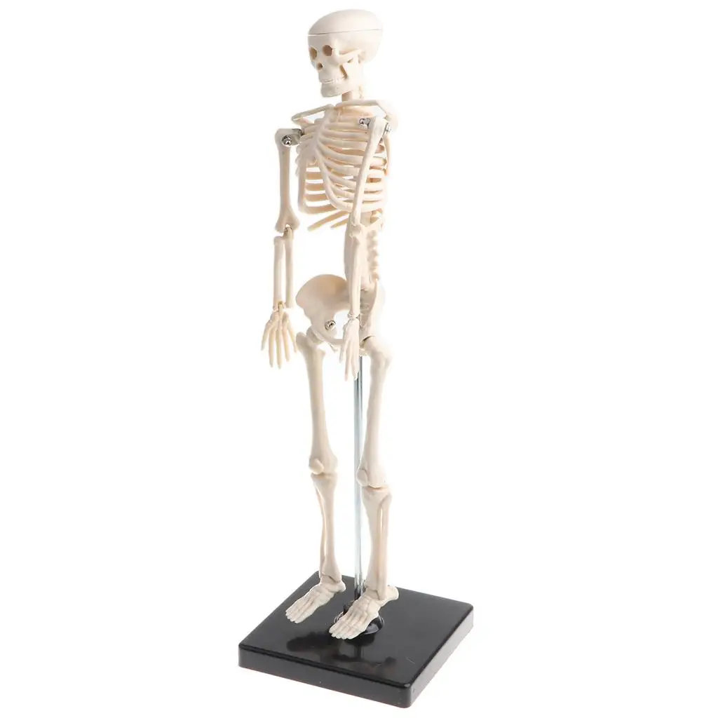 Human Kids Skeleton Model with Stand inches with Removable and Legs, Easy to Assemble, Study Kits, Classroom Decor