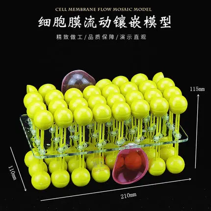 Cell Membrane Structure Enlargement Model Middle School Bioflow Mosaic Teacher Demonstration Equipment