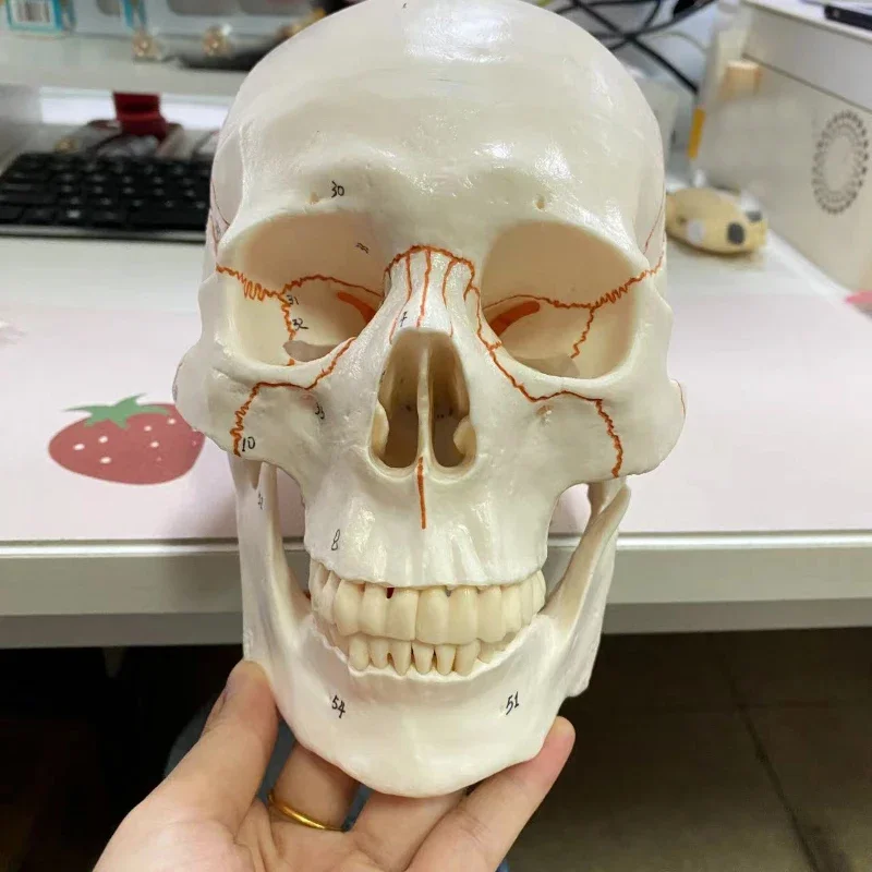 Life Size Human Skull Model Anatomical Anatomy Medical Teaching Skeleton Head Studying Teaching Supplies