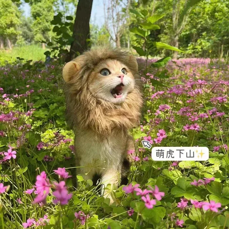 Cute Lion Mane Cat Wig Hat for Dogs and Cat Small Dog Pet Cat Decor Accessories Lion Wig Fancy Hair Cap Pet Supplies