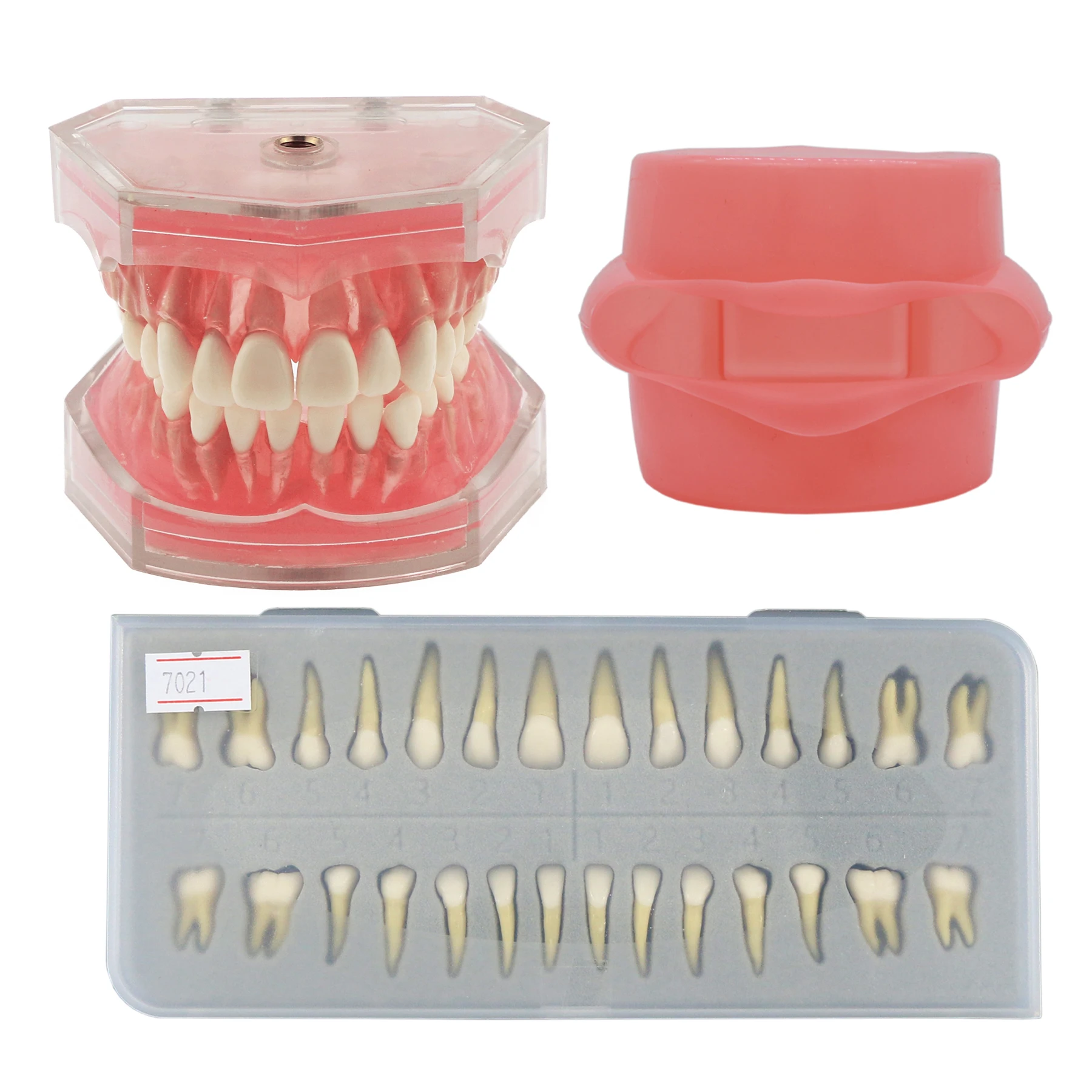 

Dental Teeth Model Standard Model with Removable Teeth Full Permanent Adult For Dentistry Practice 7021 7008 Simulation Cheek