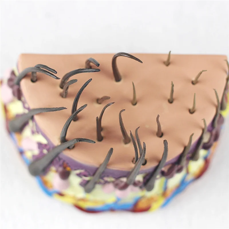 AK51-NEW Human Skin Anatomy Model Hair Growth Process Follicle Skin Structure Anatomical  Teaching Display