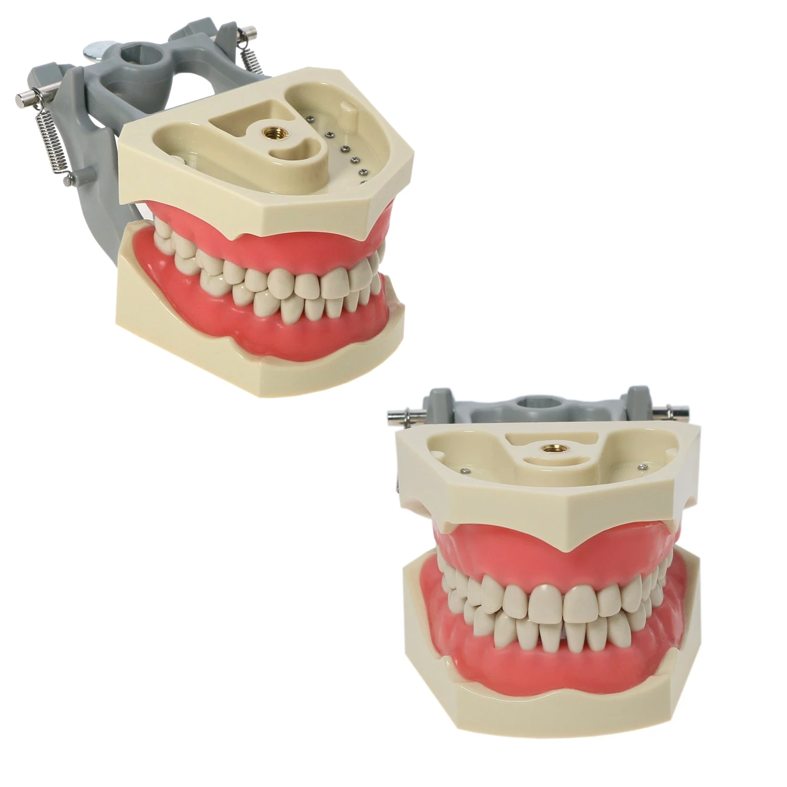 Dental Teeth Model For Columbia 860 Type Full Teeth 32Pcs Replacement Screw-in Practice Filling Gingivae Teeth Teach Training