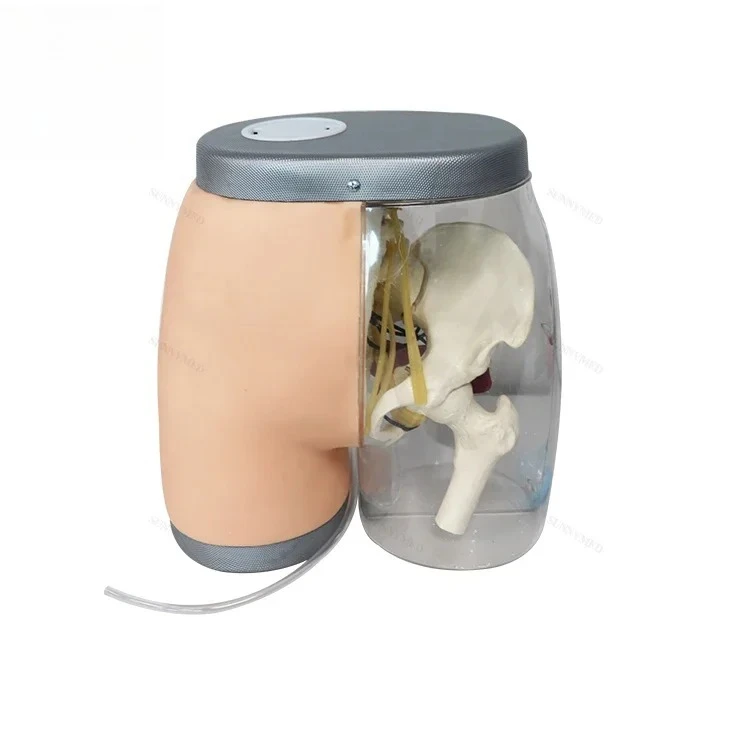 

SY-N08701 Transparent Buttocks Intramuscular Contrastive Model