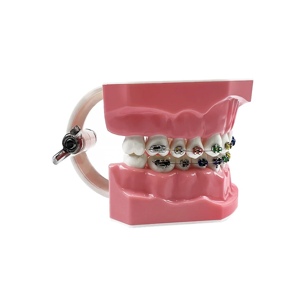 Modelo de ortodoncia Dental de tamaño estándar 1:1 con soporte, arco de alambre, Ligadura, corbata, Typodont, demostración para dentista,