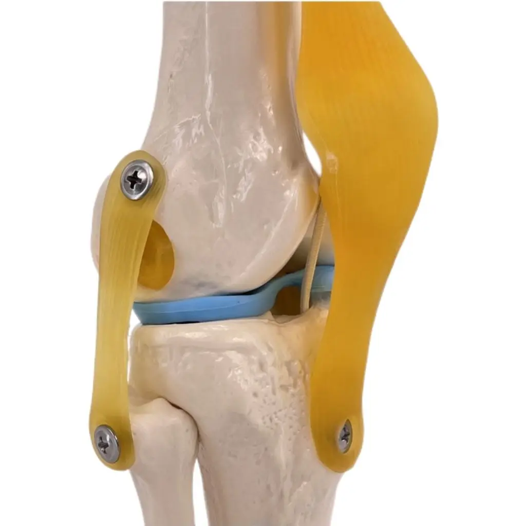High-quality Medical Anatomy Life-size PVC Knee Joint Prosthesis Model, Human Knee Joint Model, Teaching Resources
