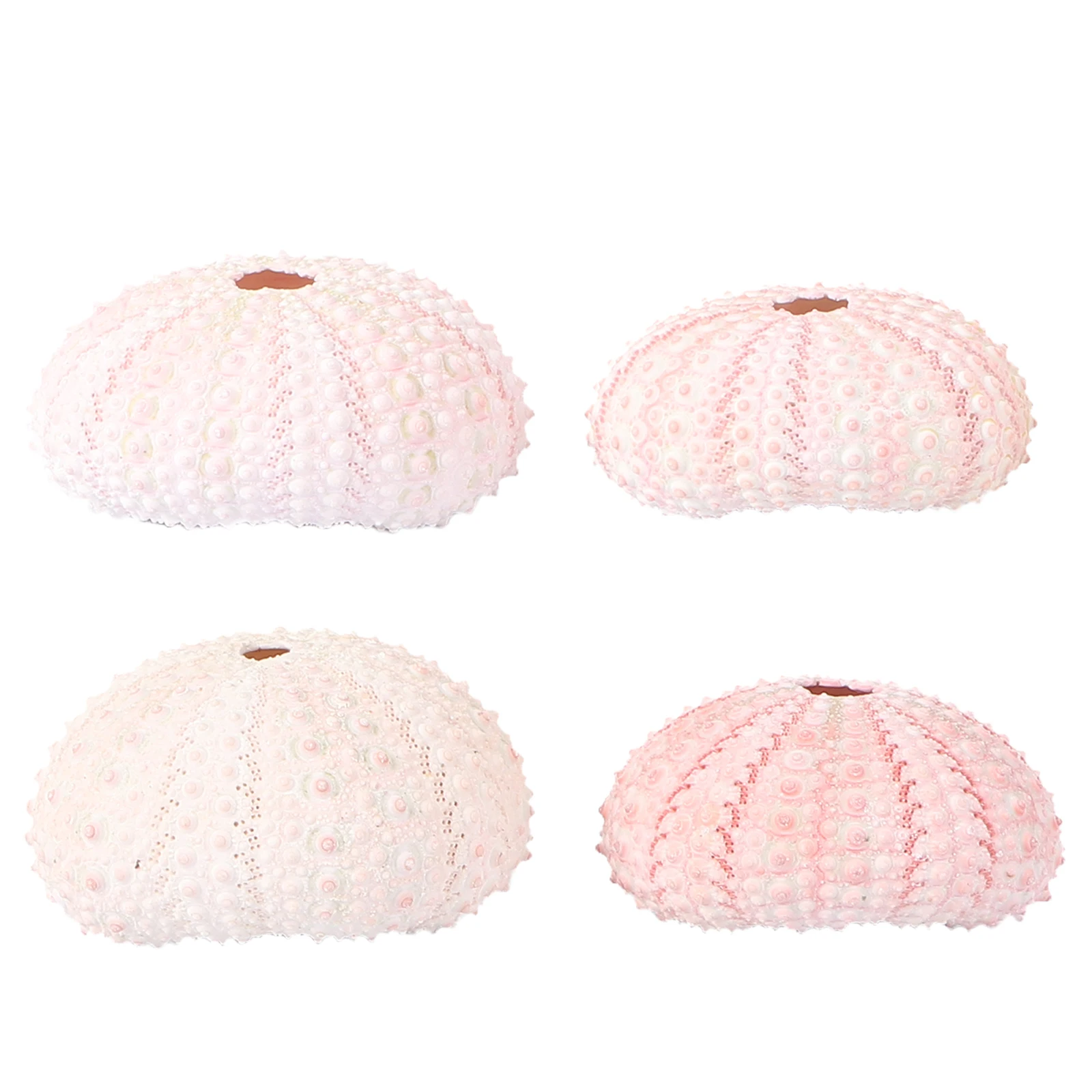 

4 Pcs Conch Shell Pineapple Planting Pot Coat Hanger Holder Child Sea Shells