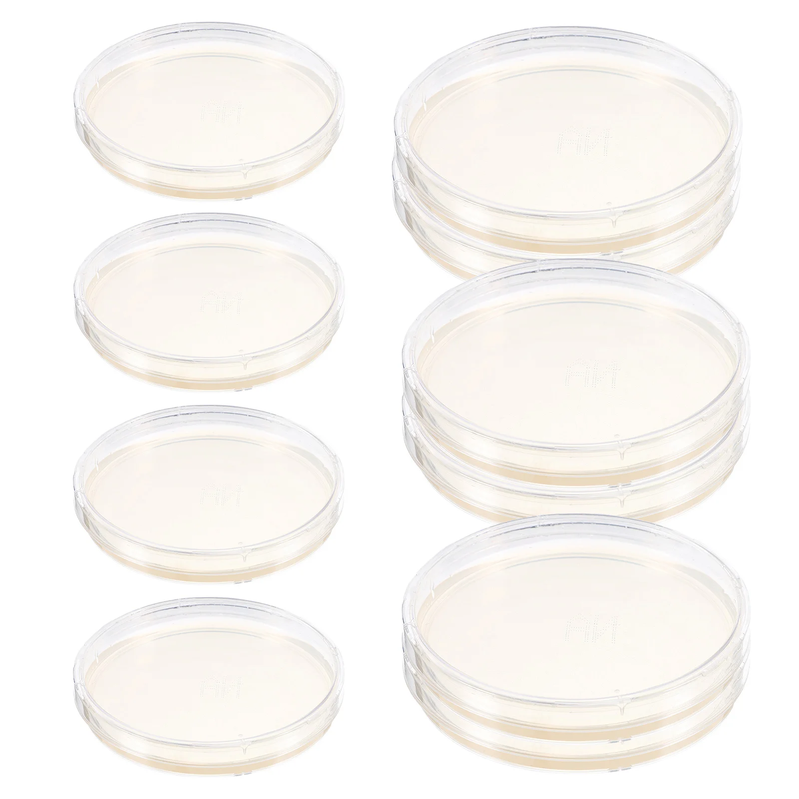 Piastre di Petri preconfezionate portatili durevoli per colture di batteri da 10 pezzi per progetti scientifici Forniture per esperimenti di laboratorio