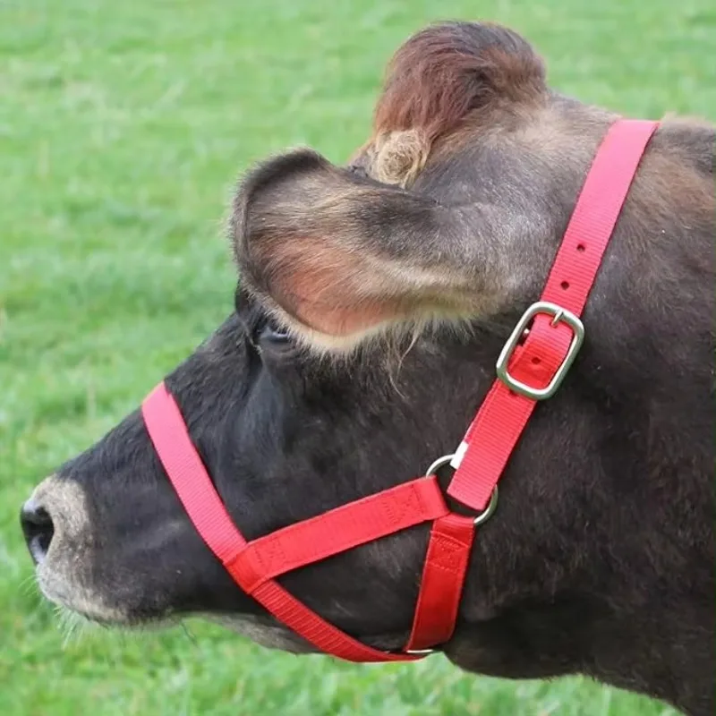 

Hot-selling Nylon Livestock Calf Hanging Shirt for Miniature Horse Donkey Goat Foal