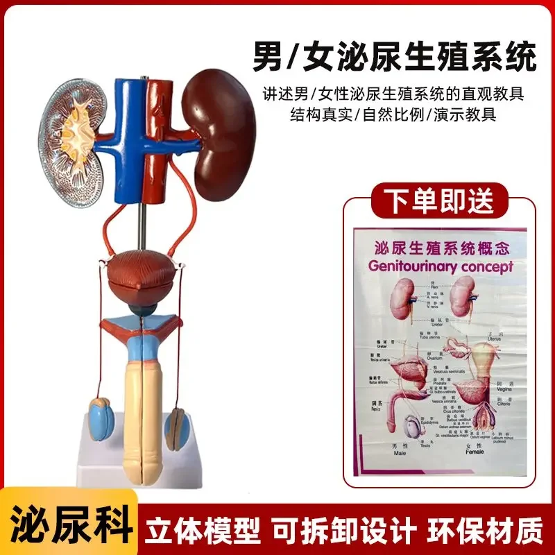 Human Genitourinary System Model Kidney Anatomy Bladder Ureter Three-dimensional Laboratory Structure Equipment Teaching Aids