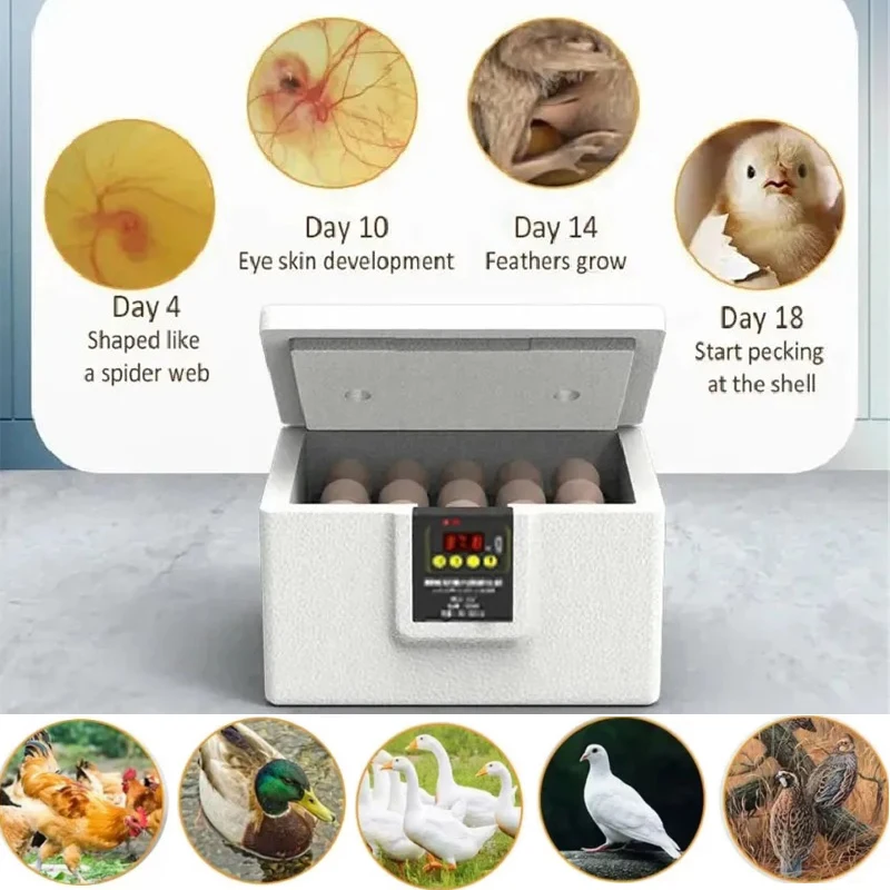 

2025 New Fully Automatic Incubator For Egg Intelligent Bionic Chicken Duck Goose Waterbed and Incubator USB 24-hour Thermostatic