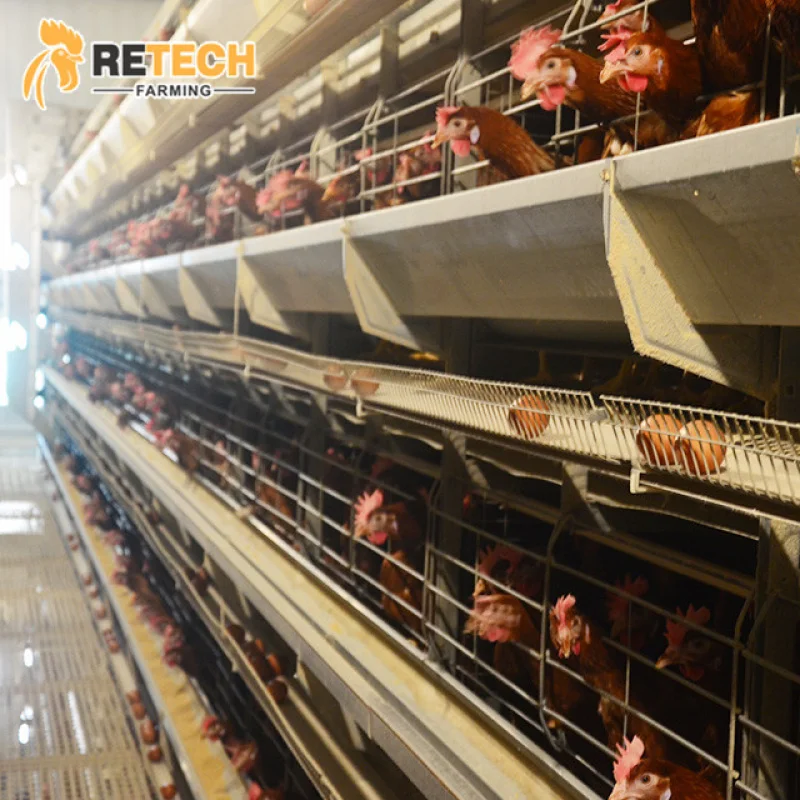 H Type Automatic Chicken Equipment System Laying Poultry Farming