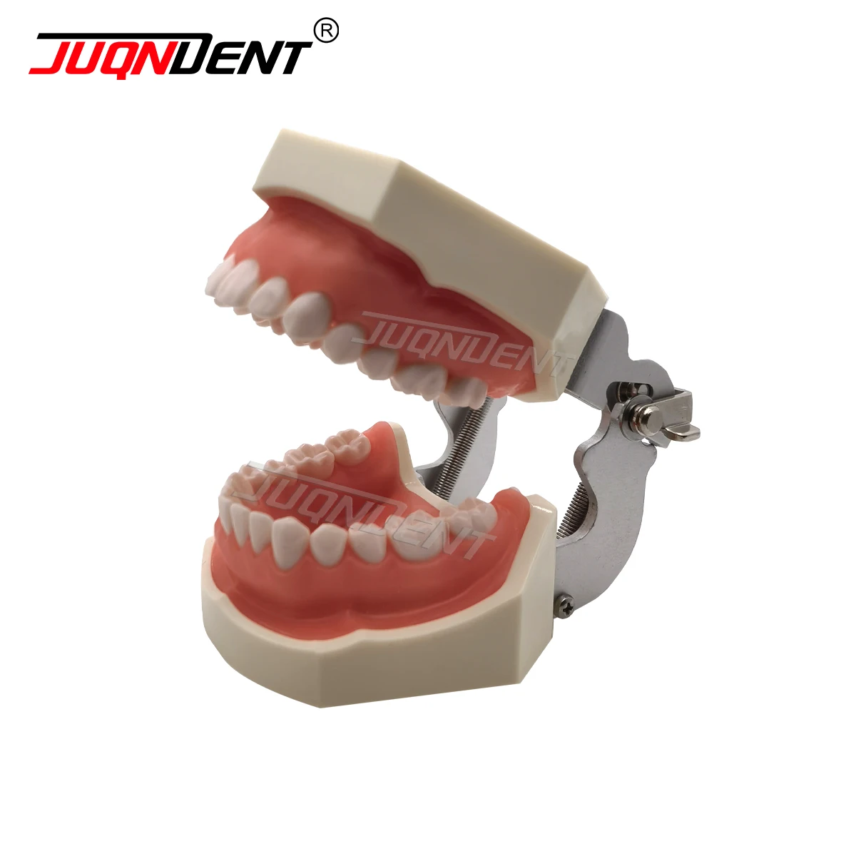 

Dental Teaching Model Typodont Model With Removable 28 Pcs Teeth Fit Kilgore NISSIN 500 Type Dental Teaching Demo