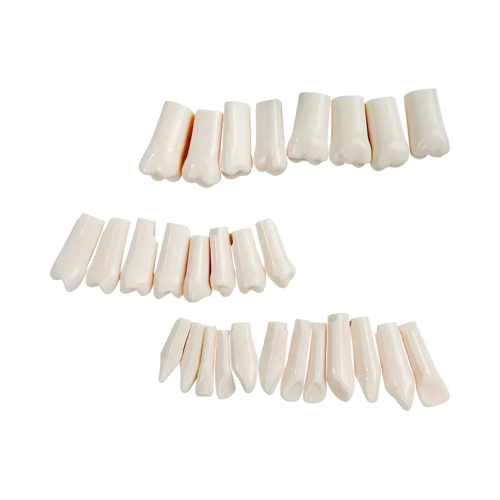 28/32pcs  Dental Teeth Model For Dental Technician Practice Replacement Teeth For Nissin Models / Dental Simulator Head Model