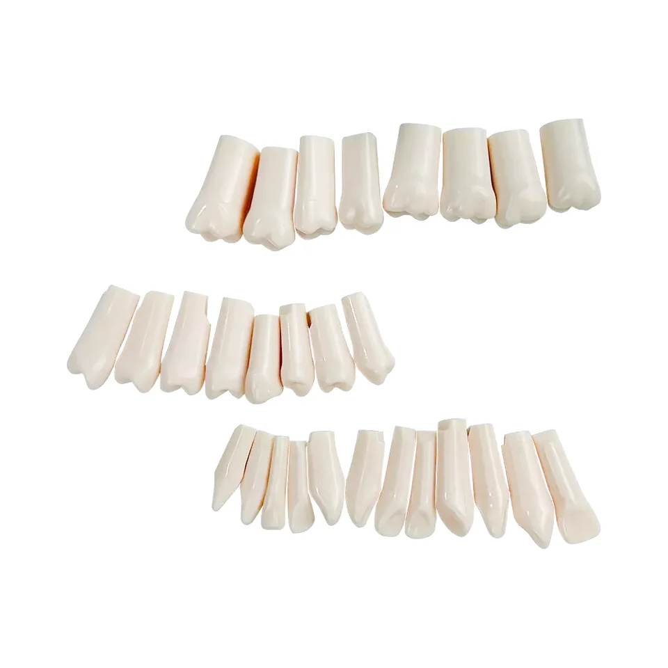 28/32pcs Dental Teeth Model For Dental Technician Practice