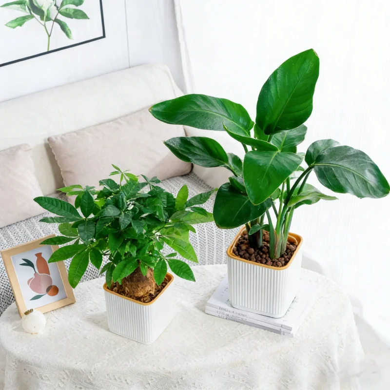 Lazy Self-Watering … - image