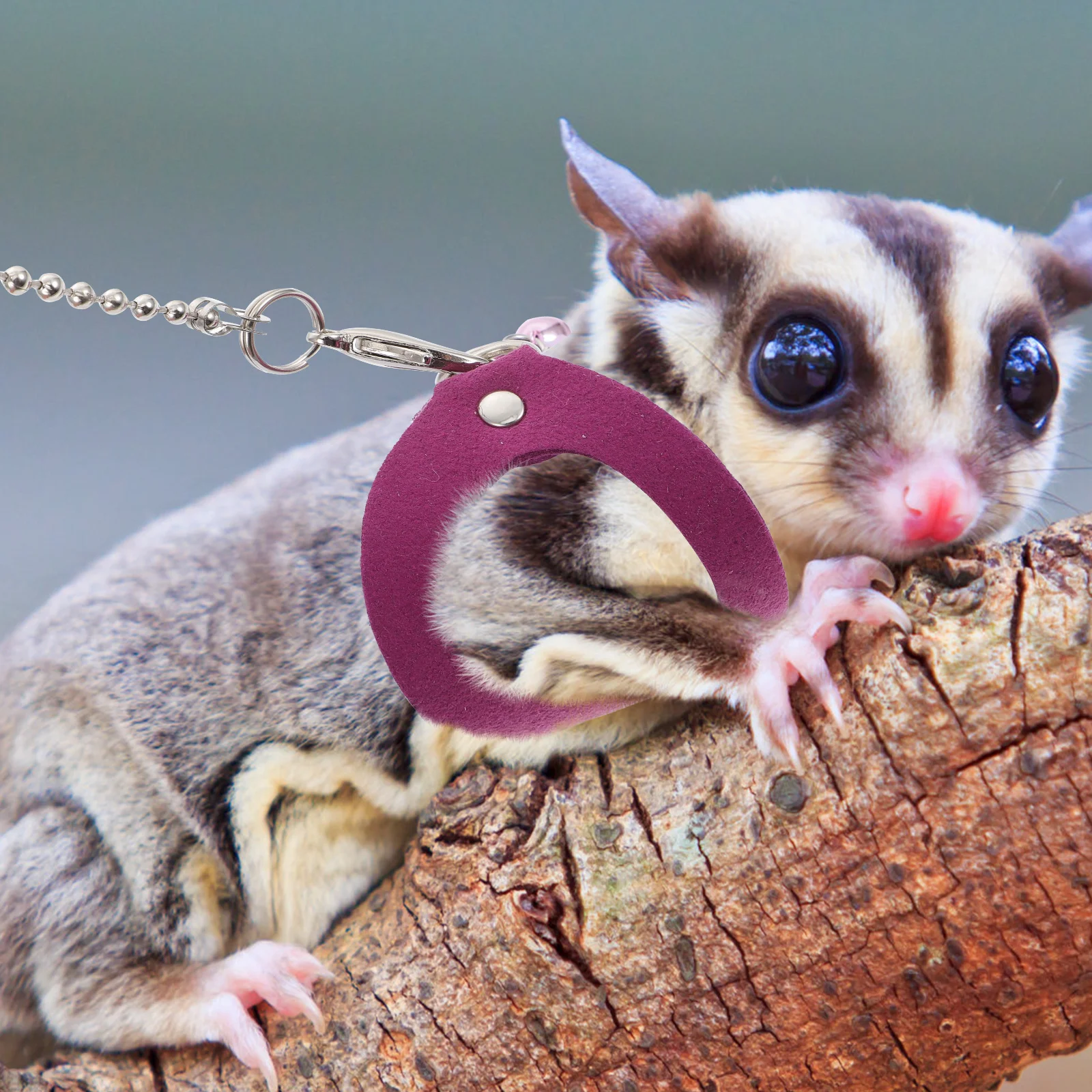 

1Set Sugar Glider Traction Rope Compact Size Easy to Store and Carry Out for Pet Supplies Sugar Glider Traction Rope