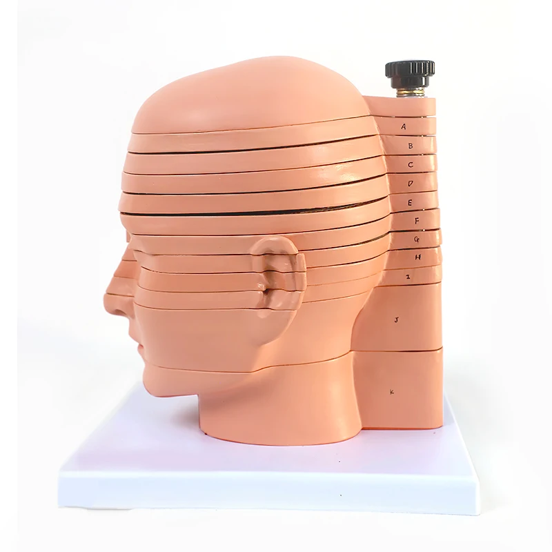 anatomy model Human brain slice model Head cross-section imaging Brain nerve function teaching aids