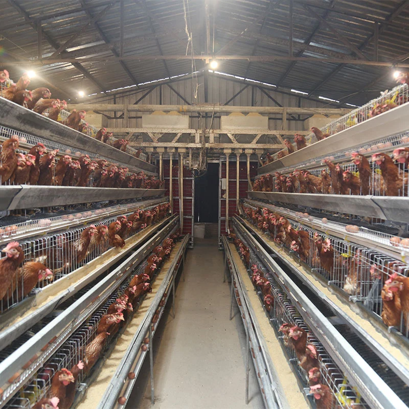 A Type Battery Layer Chicken Cage 10000 Layer Chickens Farm Cage Chicken Battery Cages Poultry Farm for Sale