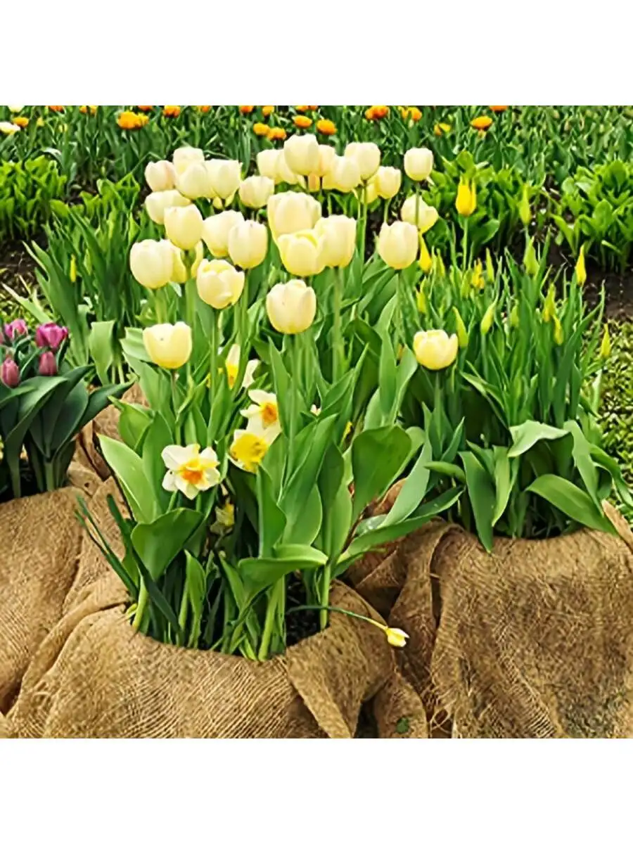 3/6pcs Planting Burlap Bags, 19.7x35.4in Fun Jute Bags, Suitable for Outdoor Lawn Games, Gardening, DIY Burlap Bags, Competition gallery 4