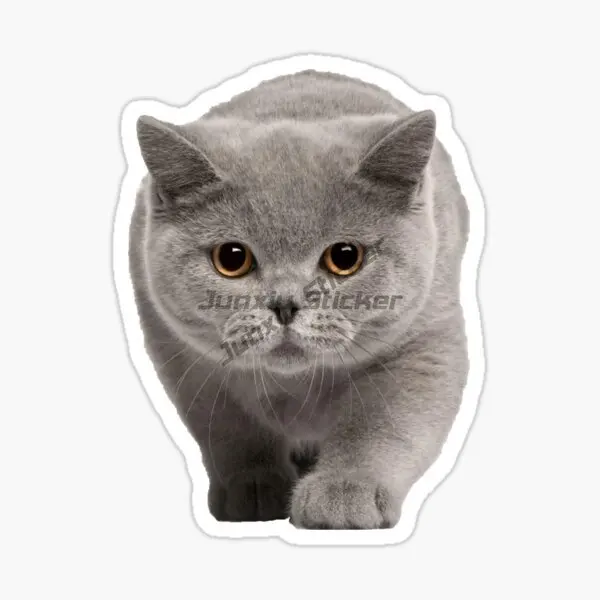 Creative British Shorthair Cat Pets PVC Waterproof Sticker Decorate for Car Van Door Wall Window Motorcycle Decal Accessories