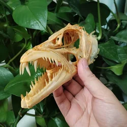 15CM Genuine Hairtail Fish Skull Large Swordfish Skull Animal Skeleton Specimen Model Taxidermy Science Education Collectibles