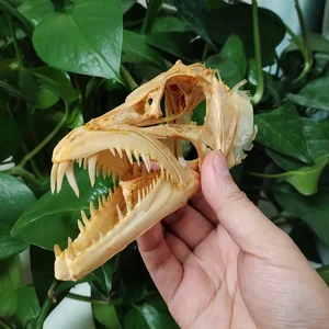 8 meilleures ventes d’animaux naturalisés - No 7