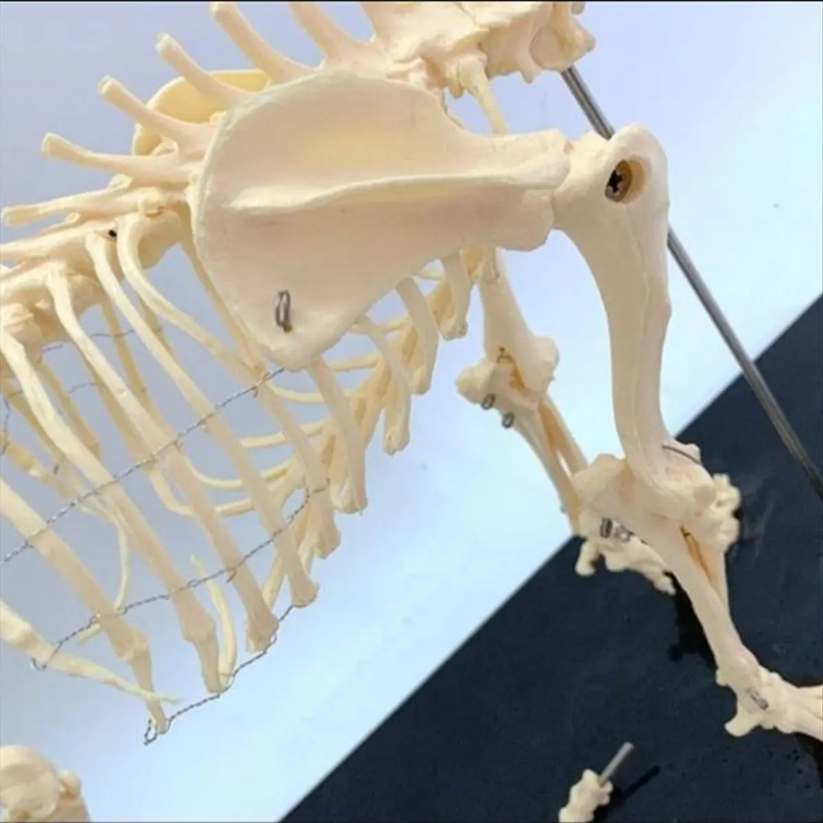 【Buy New】Dog Skeleton Model Dog Anatomy Animal Teaching Model Laboratory Veterinary Teaching Demonstration Tool