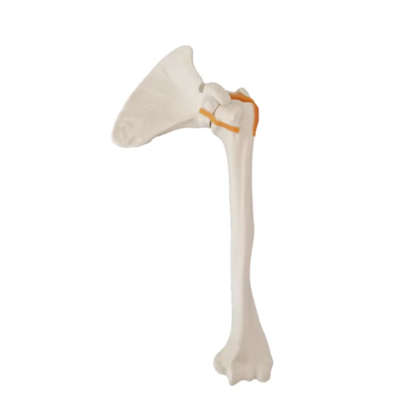 High-quality skeletal anatomy shoulder joint teaching and training mode