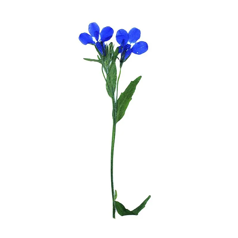 12 Stück, 6-10 cm, natürliche Lobelia-Pressblumen, echte getrocknete Blumen für wissenschaftliche Präsentationen, DIY-Lesezeichen, Lampendekoration, Harzanhänger, Bastelzubehör – Detail 7