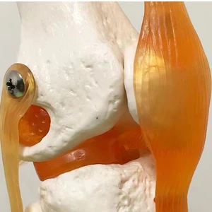 أفضل 7 دمية تشريح مبيعا - رقم 6