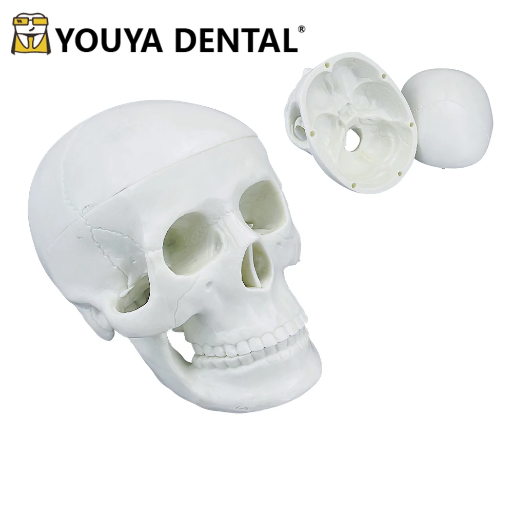 Mini 3D Human Anatomical Skull Teaching Model Removable Anatomy Model for Dentist Technician Student Practice Training Studying