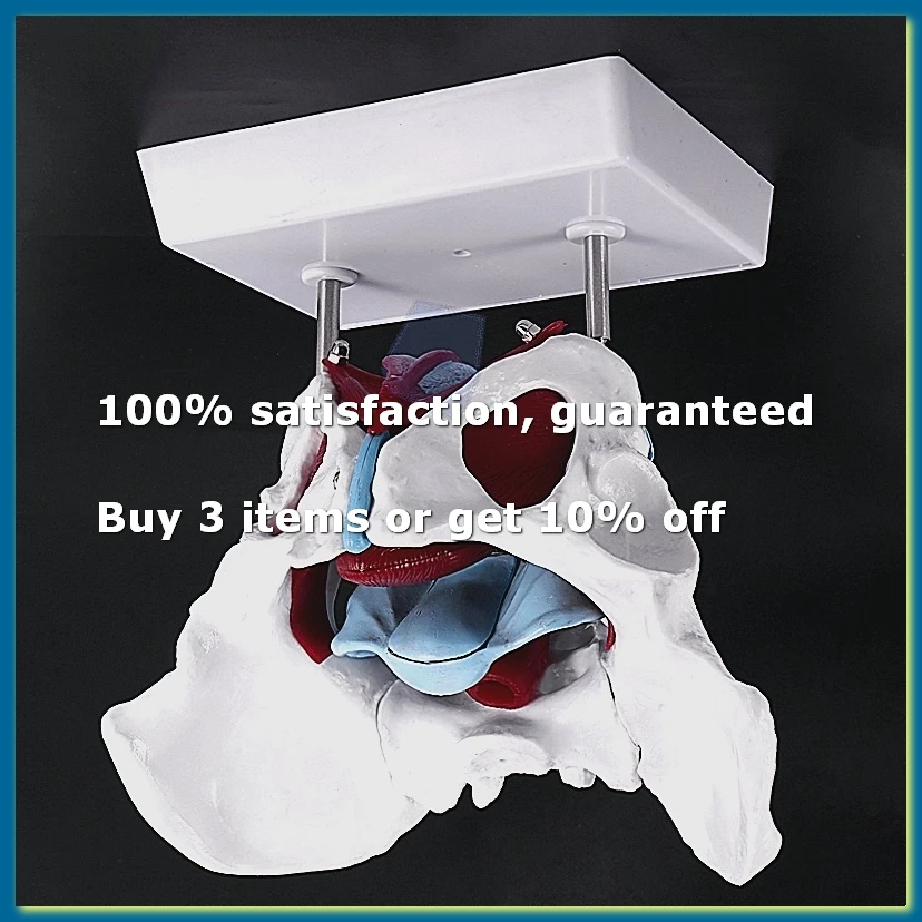 ●Female Pelvis and Reproductive Organs Model Female Bladder Pelvic Floor Muscle Rehabilitation Anatomical Model