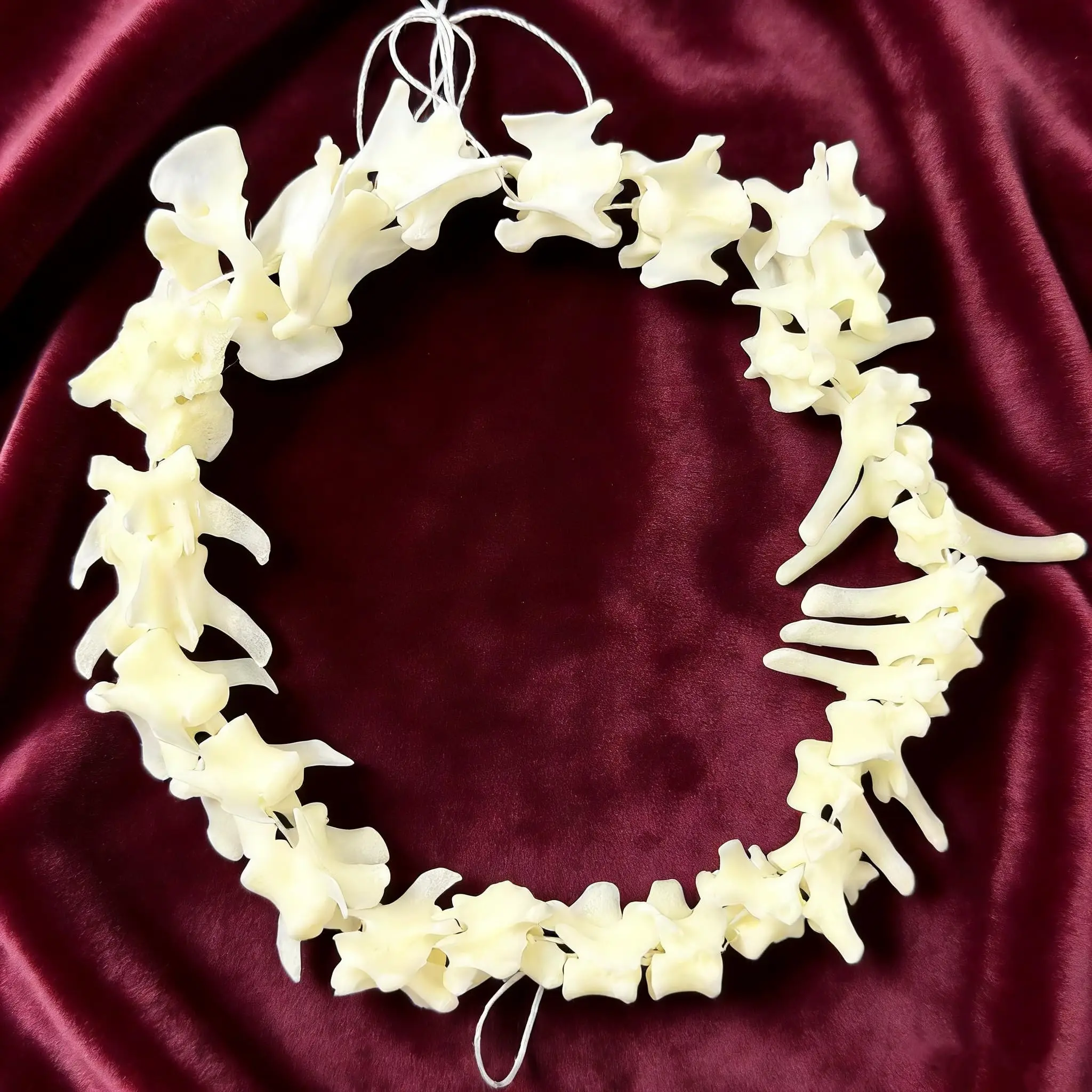 1/2/3/5/10pcs CLLOEAT Taxidermy Fox Spine Real Animals Skulls, Real Bones Specimen, Taxidermy Supplies for Science Education