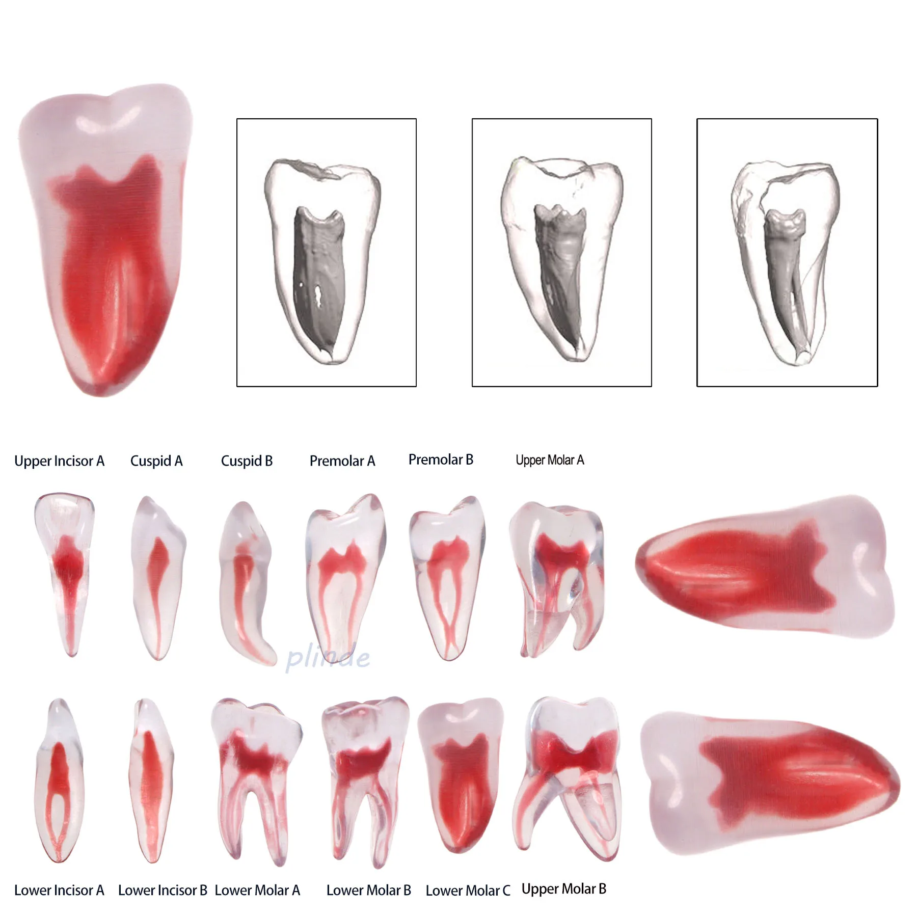 

Dental Blocks Files Practice Block Endo Training Model Replicas