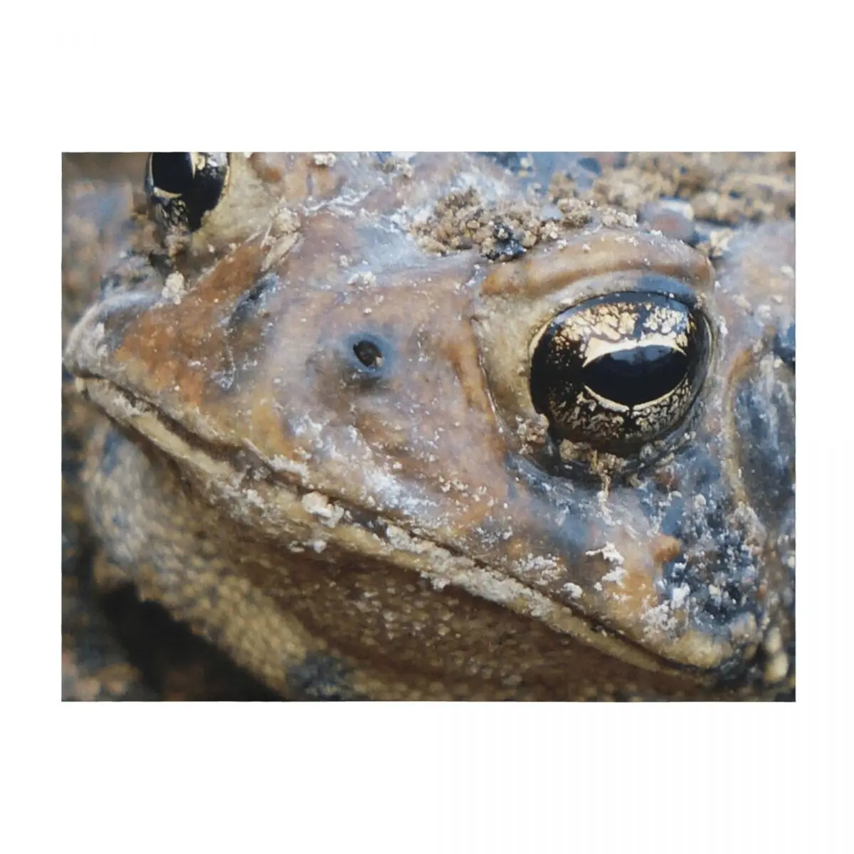 Toad Face Throw Blanket Vintage Luxury Designer Decorative Throw Large Blankets