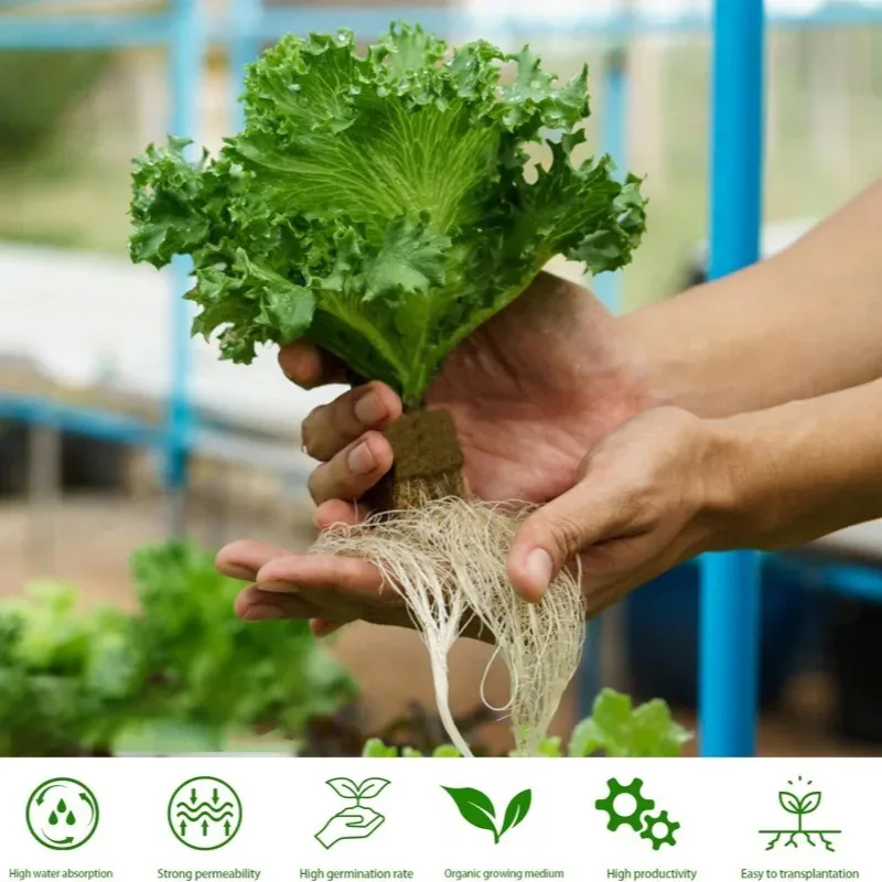 50 قطعة 25x25x25 مللي متر الأسبستوس المائية الشتلات كتل المائية زراعة النبات الشتلات الركيزة البذور إنبات كتلة